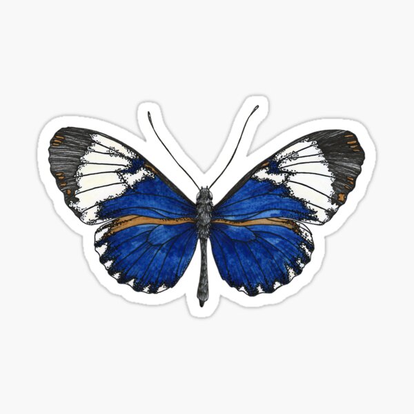 Item preview, Heliconius cydno galanthus (Costa Rica) - papillon bleu - version sombre designed and sold by PetitMartin.