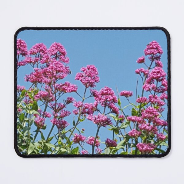 Item preview, Pink and blue designed and sold by Jennybphoto.