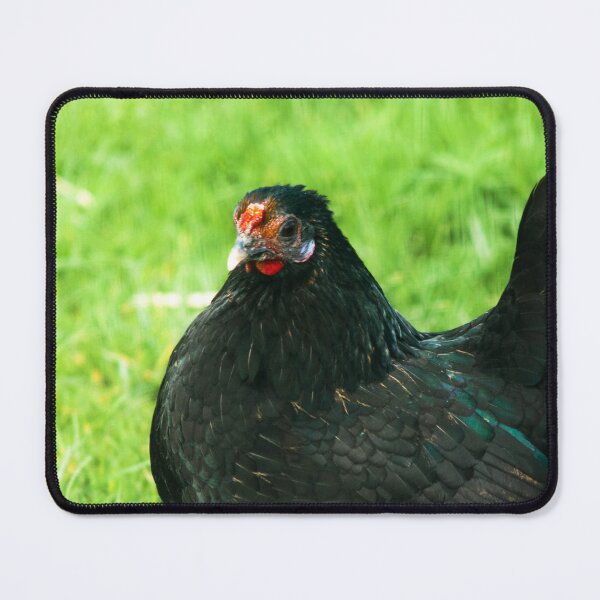 Item preview, black chicken designed and sold by Francespoppy.