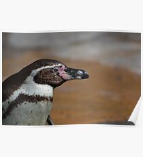 Penguin Poster