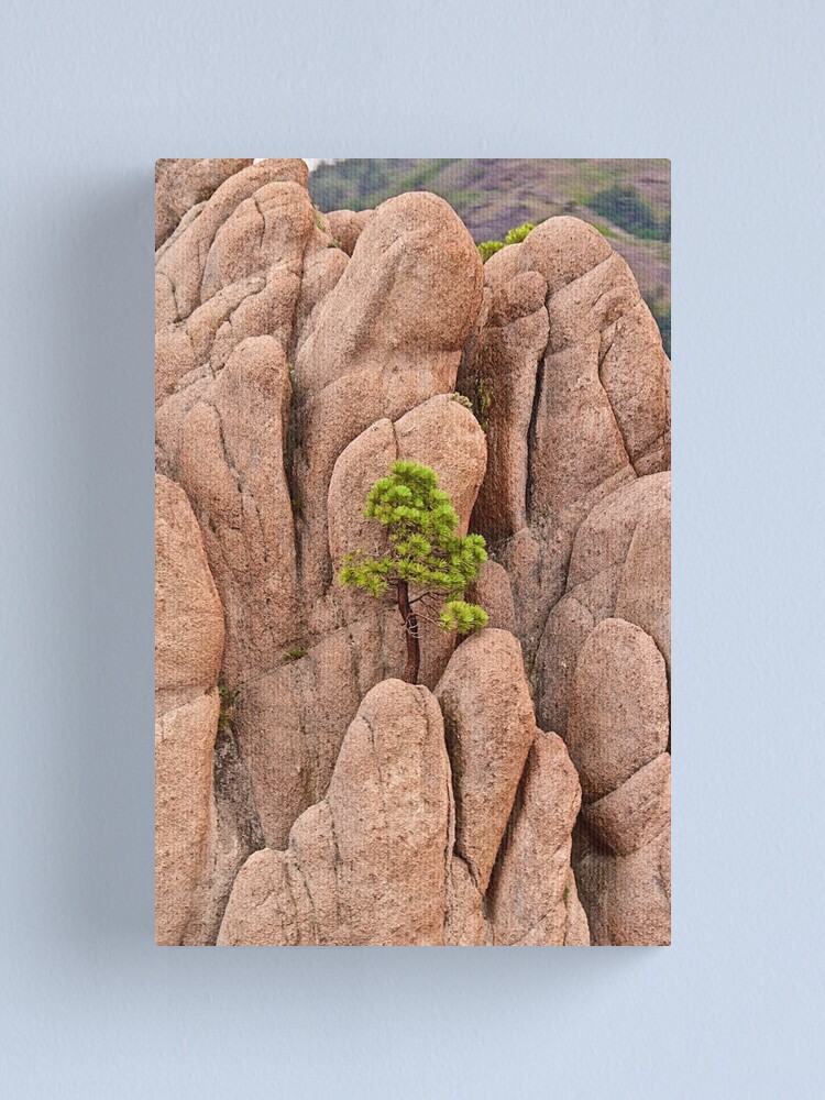 Alternate view of Tree and Geology Canvas Print