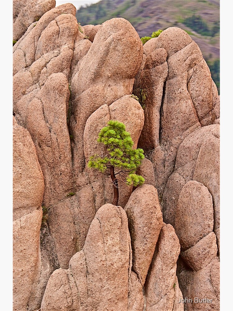 Tree and Geology by jjohnsueb
