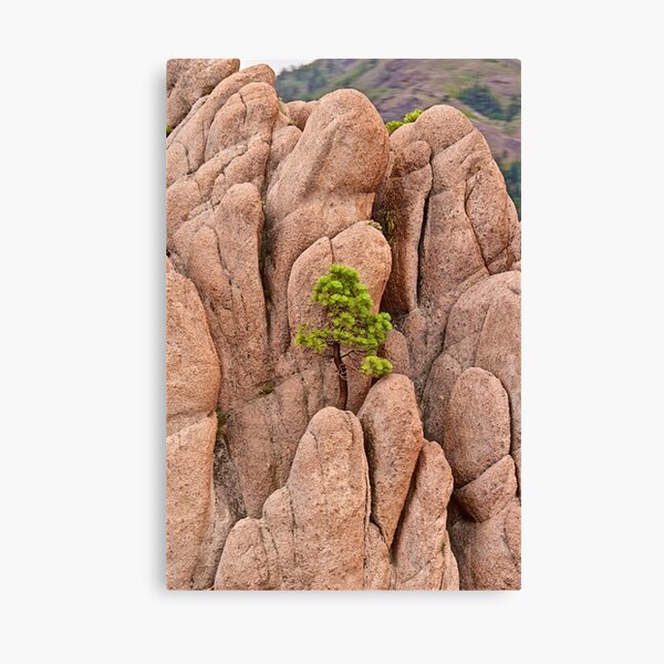 Tree and Geology Canvas Print