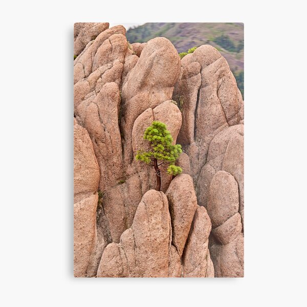 Tree and Geology Metal Print