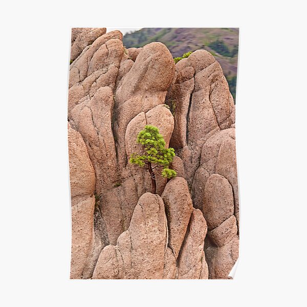 Tree and Geology Poster