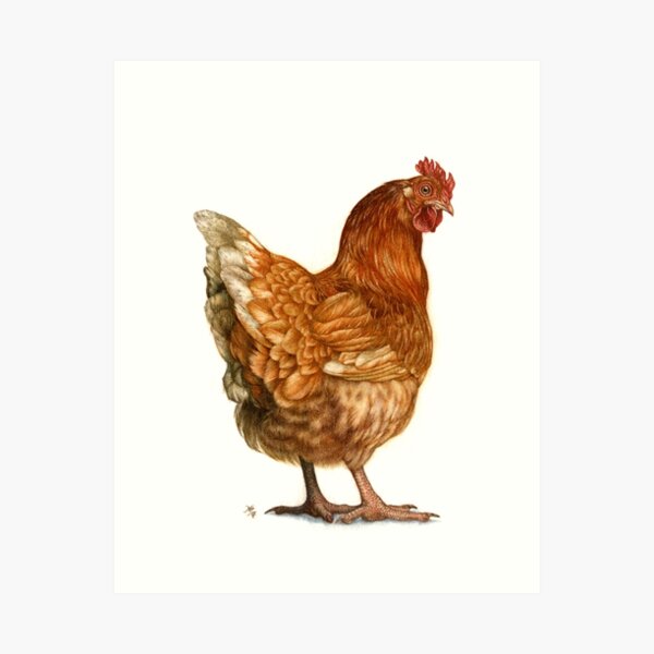 Red Hen Art Print