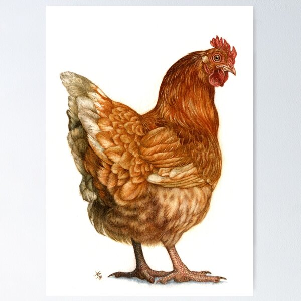 Item preview, Red Hen designed and sold by Himmapaan.