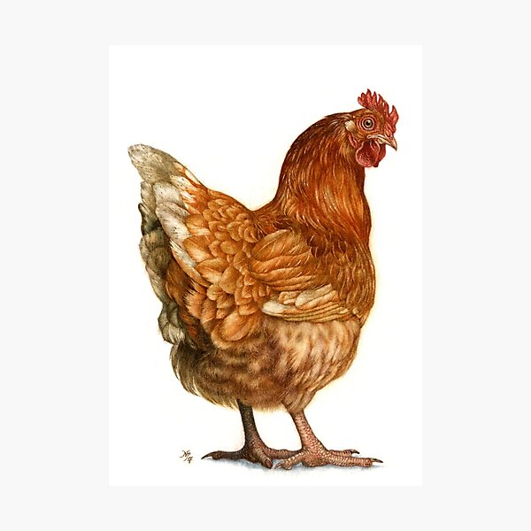 Red Hen Photographic Print