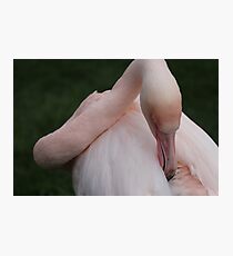 Flamingo bird bird Photographic Print