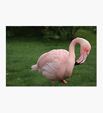 Flamingo bird bird Photographic Print