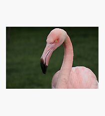 Flamingo bird bird Photographic Print