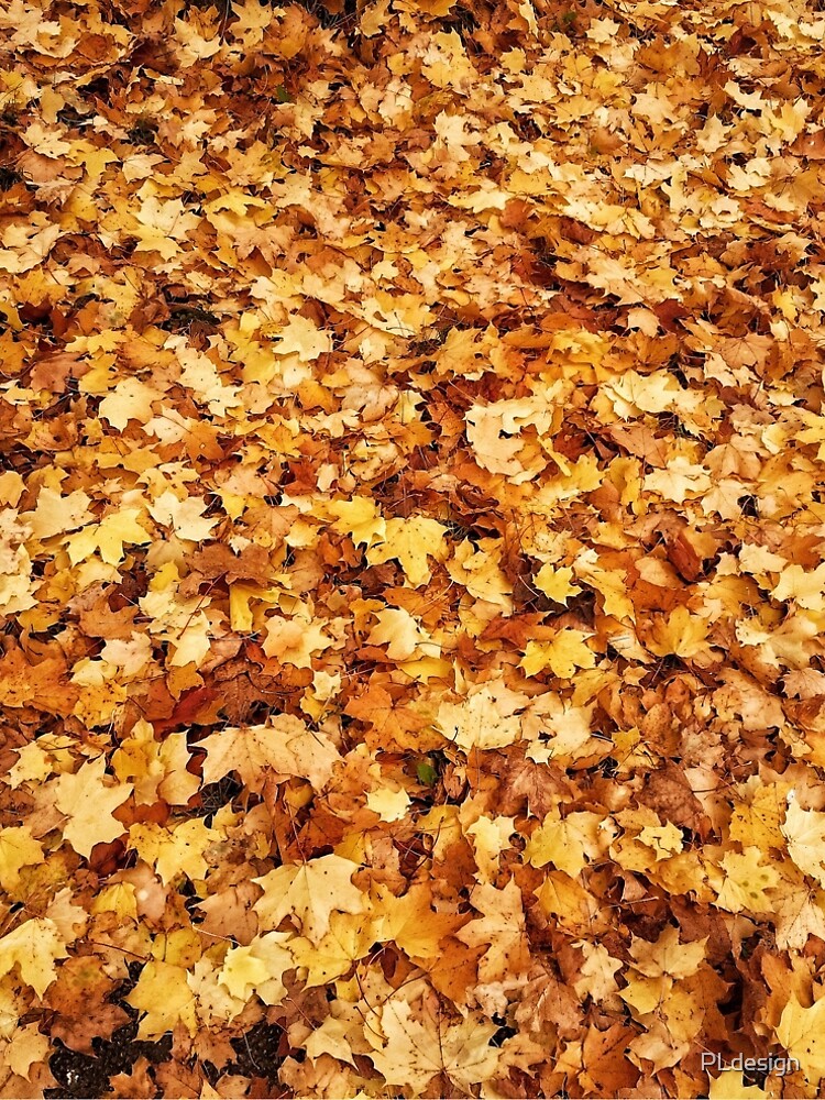 Gold yellow fall maple leaves by PLdesign