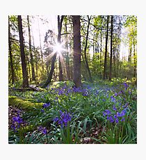 The Bluebells Northern Ireland Photographic Print