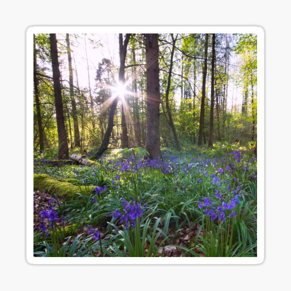 The Bluebells Northern Ireland Sticker