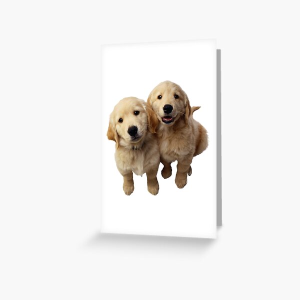 Details about  / Golden Retriever Dog Puppy Cat Sleeping Season’s Greetings Warm Wishes Card