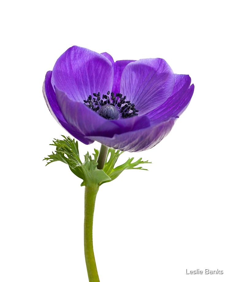Purple Anemone Flower
