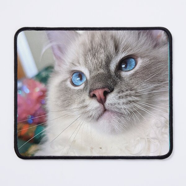 Item preview, Lynx ragdoll kitten designed and sold by Fluffycat2020.