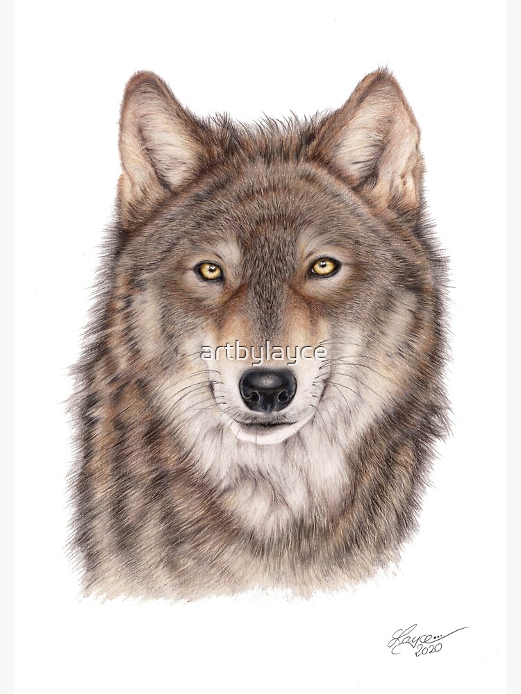 Wild Wolf Drawing | Wildlife Art | Nature | Poster
