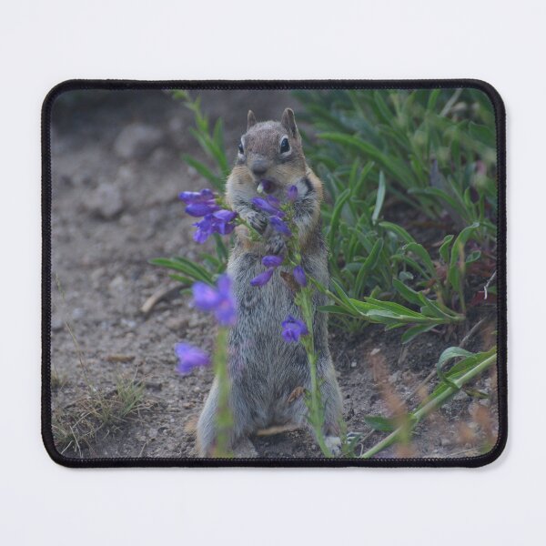 Item preview, Golden-mantled ground squirrel eating some penstemon. designed and sold by Photos By Michel.