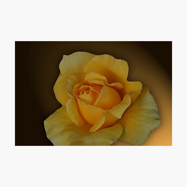 Item preview, A Rose is a Rose  designed and sold by tess1731.