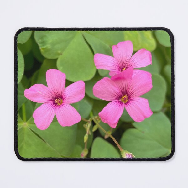 Item preview, Oxalis Articulata Flowers designed and sold by Ponted.