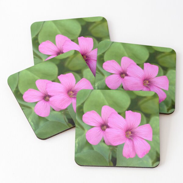 Item preview, Oxalis Articulata Flowers designed and sold by Ponted.