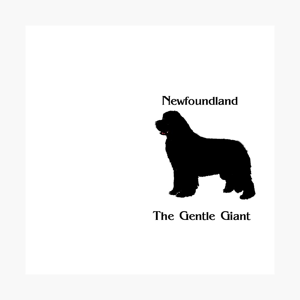 newfoundland dog gentle giants
