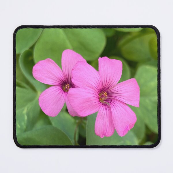 Item preview, Oxalis Articulata Flowers designed and sold by Ponted.