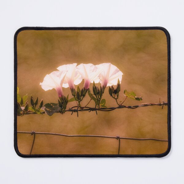 Item preview, Barbwire Morning Glory designed and sold by Jim Love.