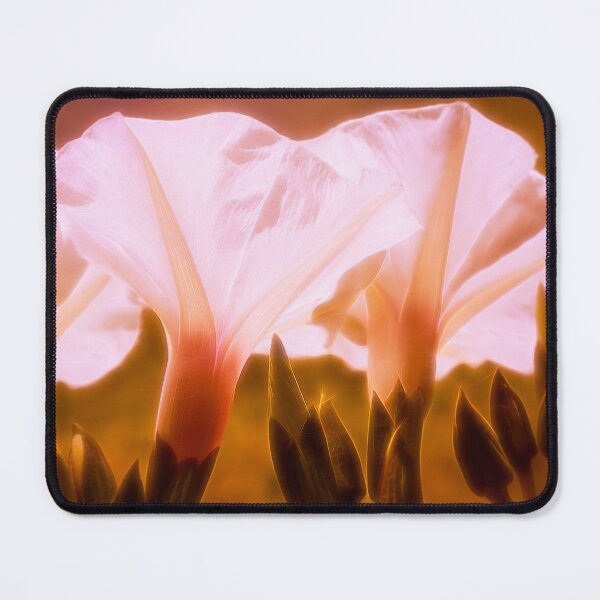 Item preview, Barbwire Morning Glory 3 designed and sold by Jim Love.
