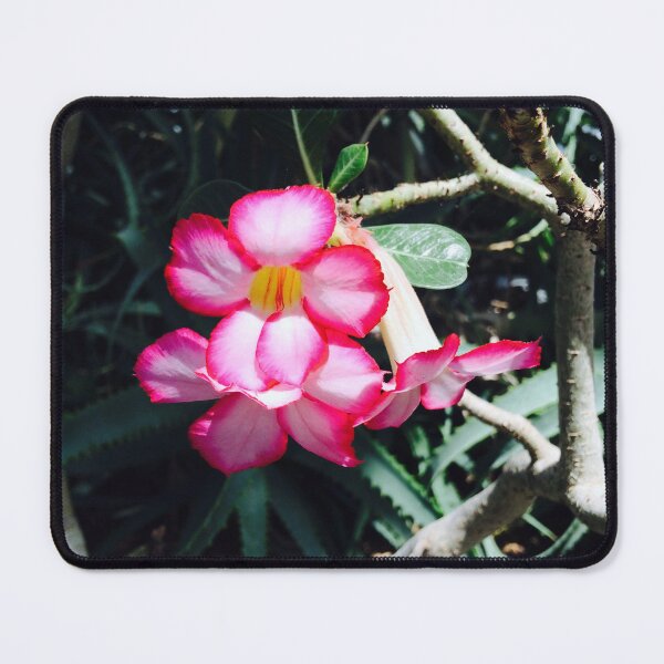 Item preview, Adenium flower in bloom designed and sold by honeyandhive.