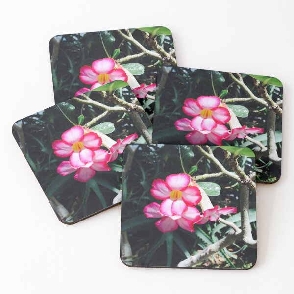 Item preview, Adenium flower in bloom designed and sold by honeyandhive.