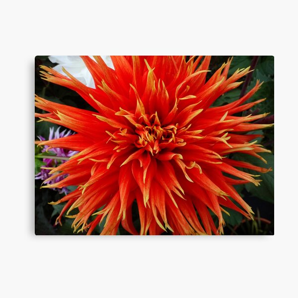 Fire dahlia red Canvas Print