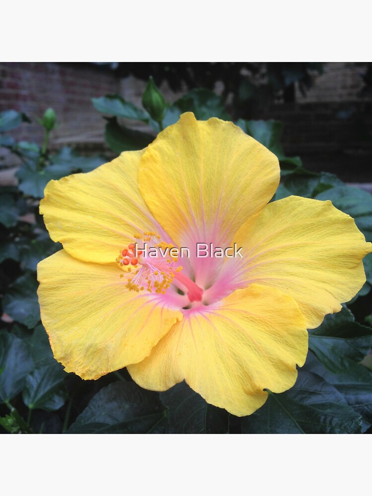 "Yellow Hibiscus" Sticker for Sale by Lydia569 Redbubble