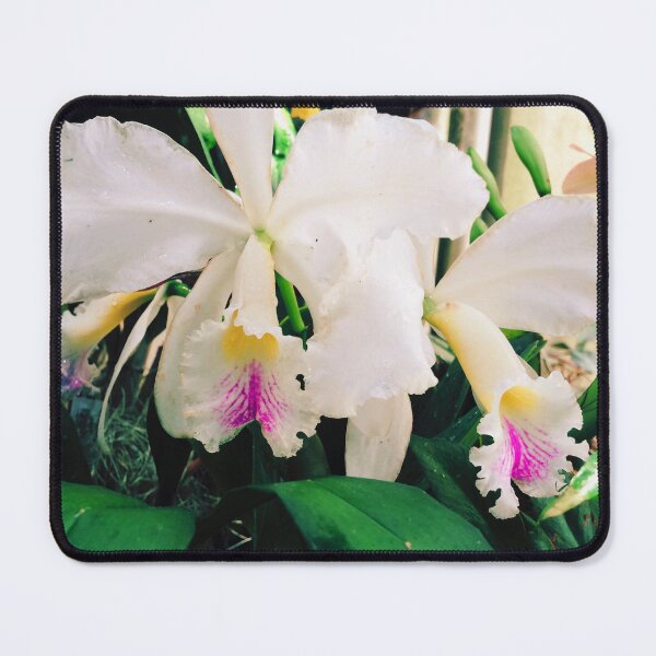 Item preview, White, Pink and Yellow Cattleya Orchid flower designed and sold by honeyandhive.