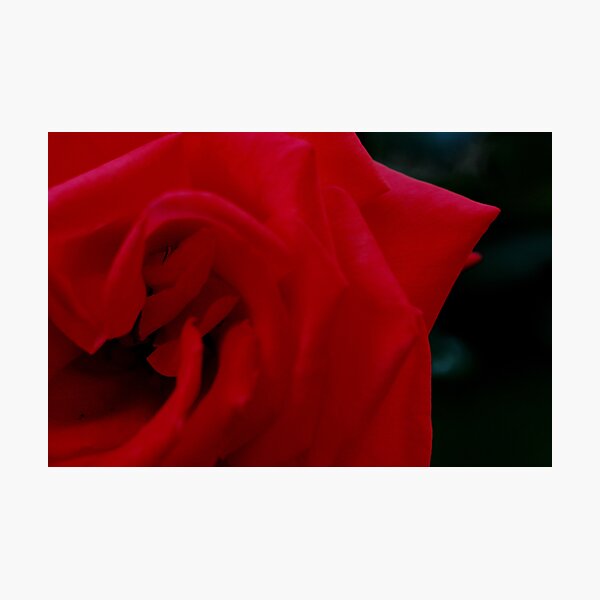 Item preview, So Pure designed and sold by Flowers.
