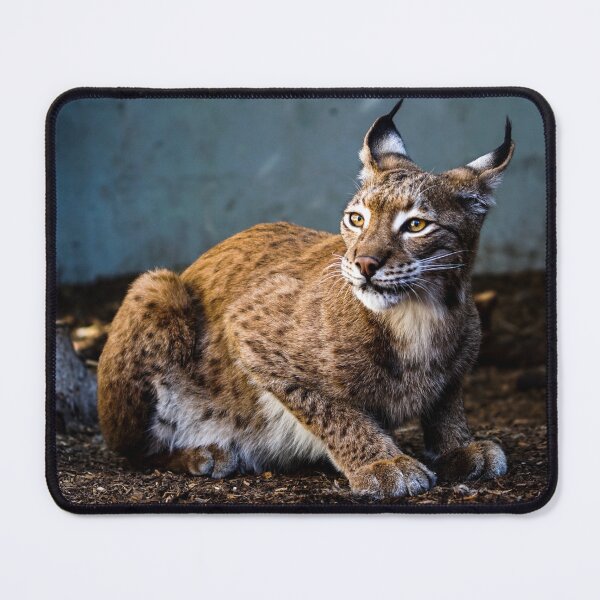 Item preview, lynx designed and sold by AnimalLover4eva.