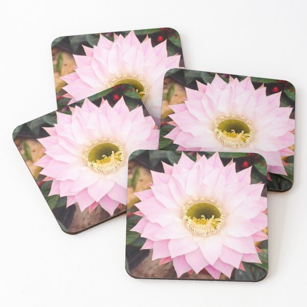 Item preview, Lotus cactus designed and sold by Maxiverse.