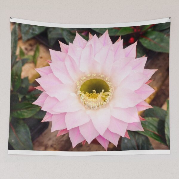 Item preview, Lotus cactus designed and sold by Maxiverse.