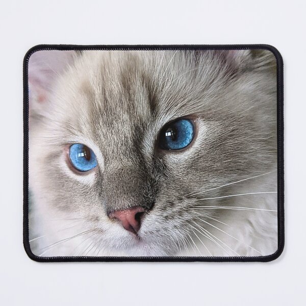 Item preview, Lynx ragdoll kitten designed and sold by Fluffycat2020.