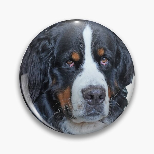 Item preview, Portrait of a very serious Bernese Mountain Dog designed and sold by AlbertandOlly.
