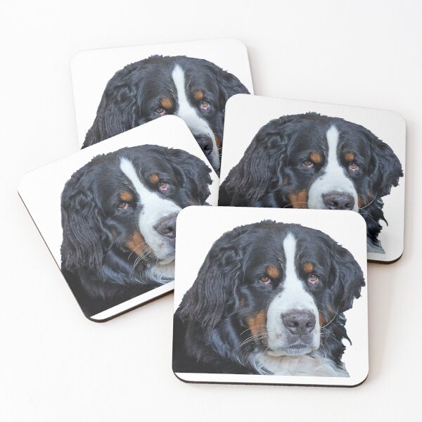 Item preview, Portrait of a very serious Bernese Mountain Dog designed and sold by AlbertandOlly.