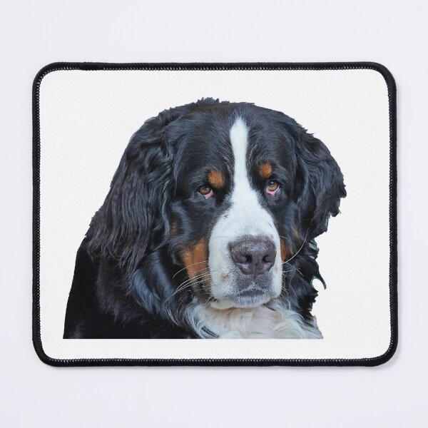 Item preview, Portrait of a very serious Bernese Mountain Dog designed and sold by AlbertandOlly.