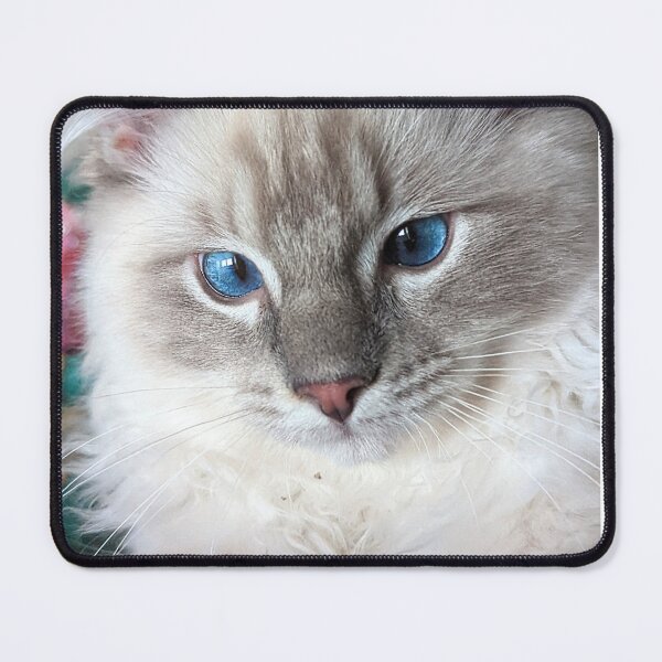 Item preview, Lynx ragdoll kitten designed and sold by Fluffycat2020.