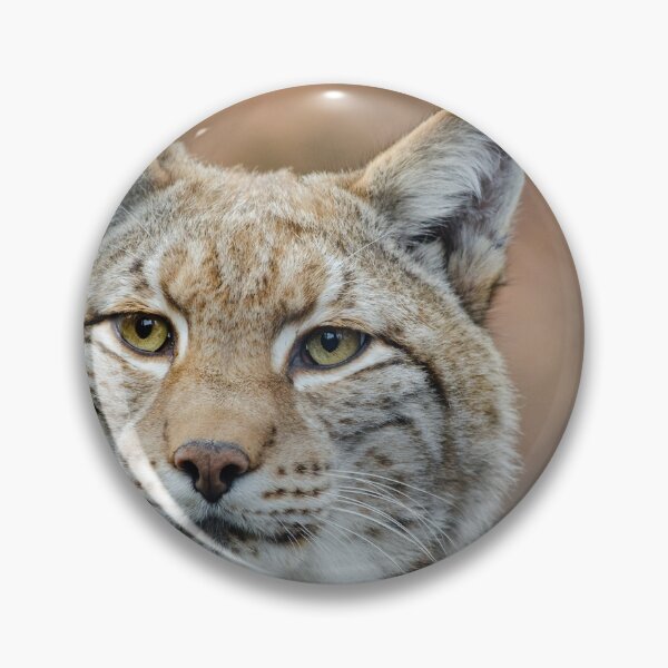 Item preview, Red Lynx Photograph designed and sold by AnimalLover4eva.