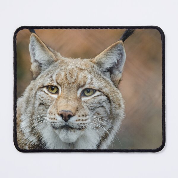 Item preview, Red Lynx Photograph designed and sold by AnimalLover4eva.