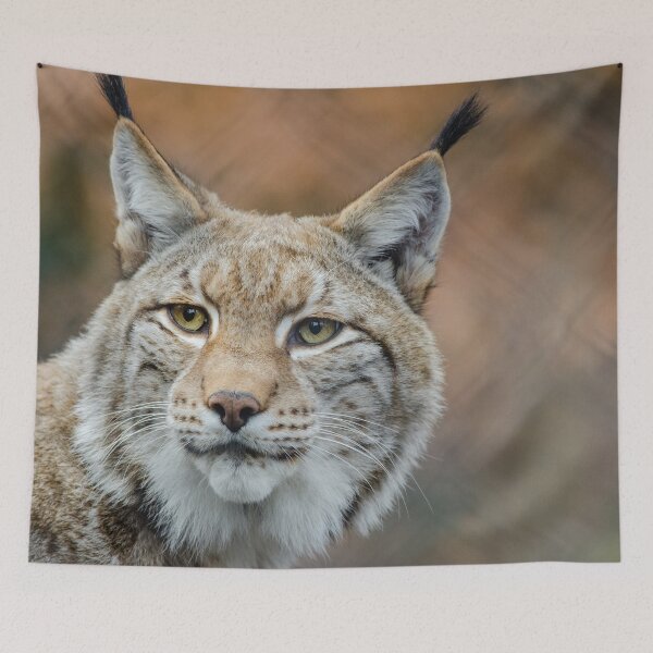Item preview, Red Lynx Photograph designed and sold by AnimalLover4eva.