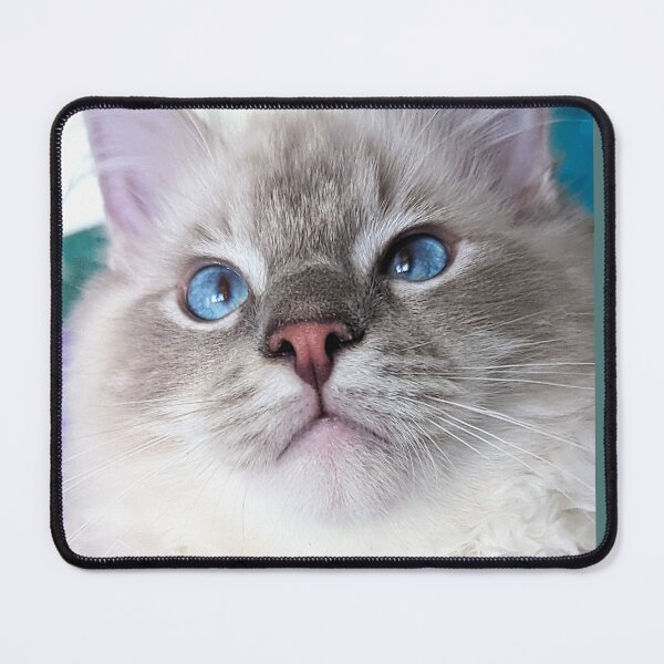 Item preview, Lynx ragdoll kitten designed and sold by Fluffycat2020.
