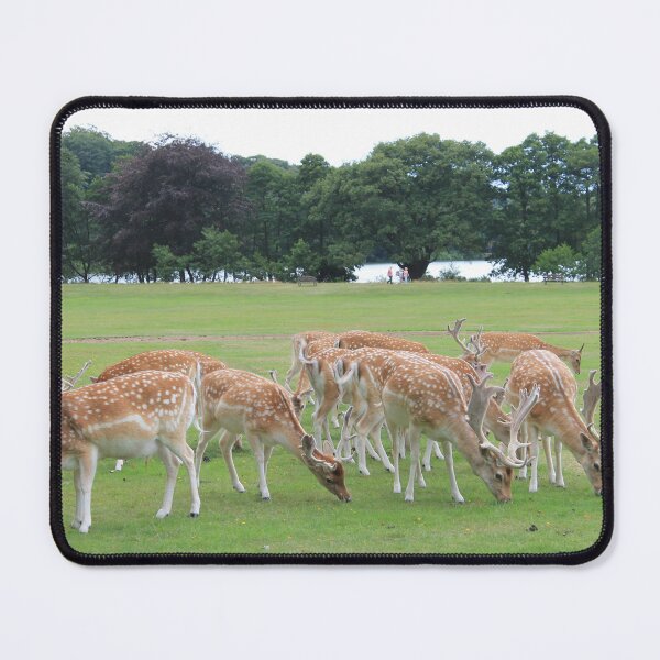 Item preview, Wollaton Hall- O, Deer designed and sold by Thomas Halouva.