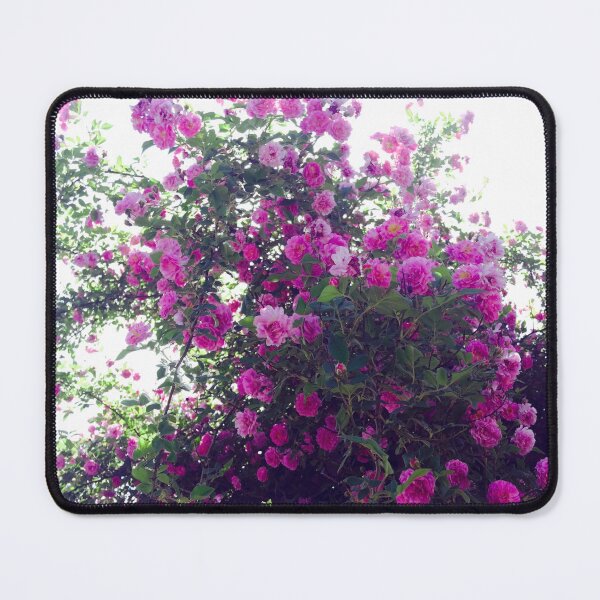 Item preview, Pink Damask Rose Bush Photograph designed and sold by honeyandhive.